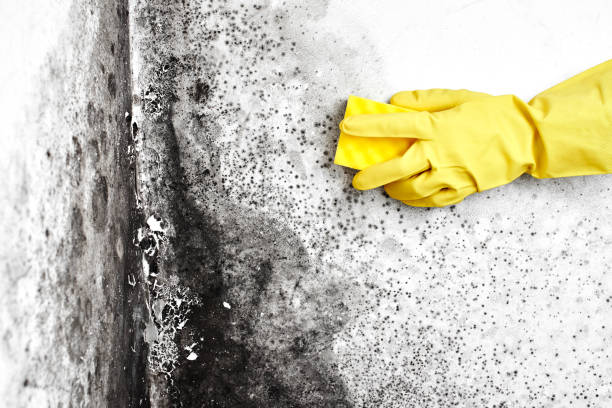 Best Local Mold Removal Service  in Belcourt, ND