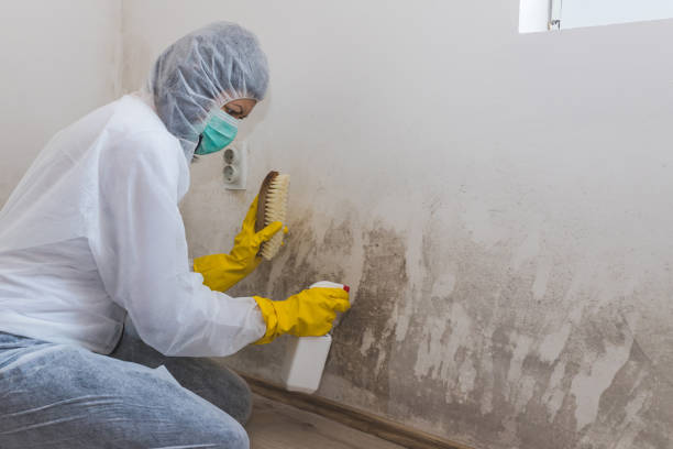 Best Water Damage Restoration  in Belcourt, ND
