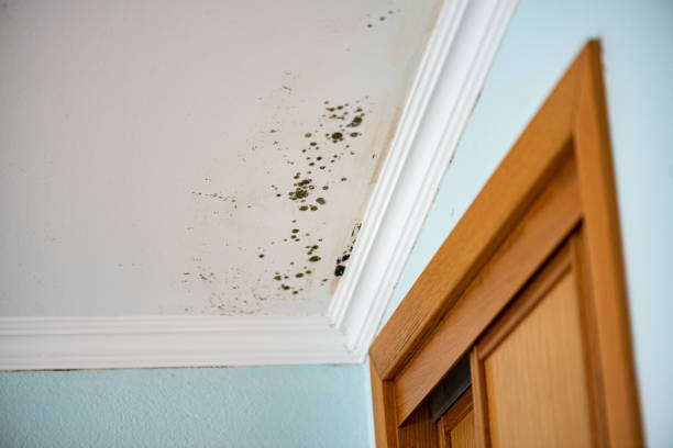 Best Mold Remediation  in Belcourt, ND