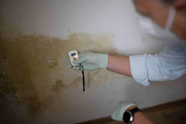 Best Local Mold Removal Service  in Belcourt, ND