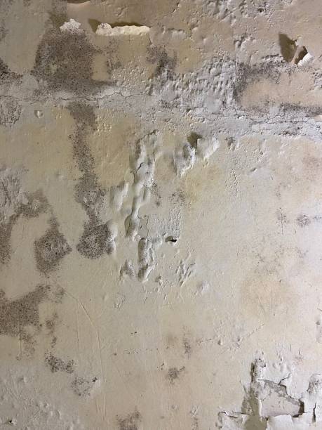 Mold Testing and Removal in Belcourt, ND
