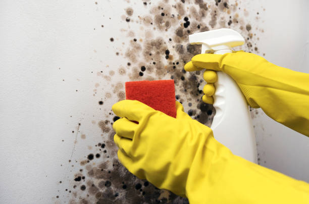 Best Black Mold Removal  in Belcourt, ND