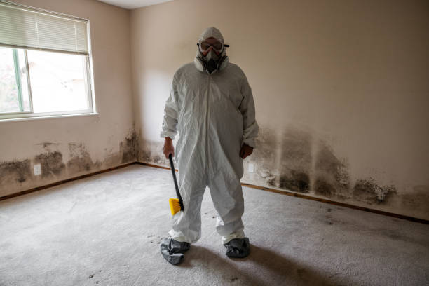 Best Mold Removal Specialists  in Belcourt, ND