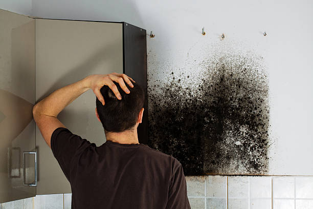 Best Residential Mold Removal  in Belcourt, ND