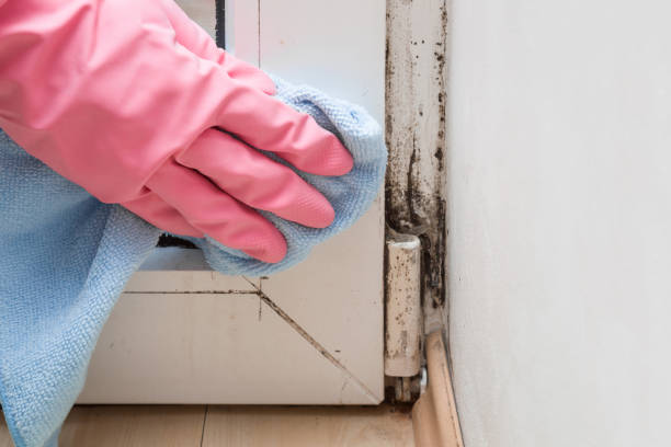 Best Commercial Mold Removal  in Belcourt, ND