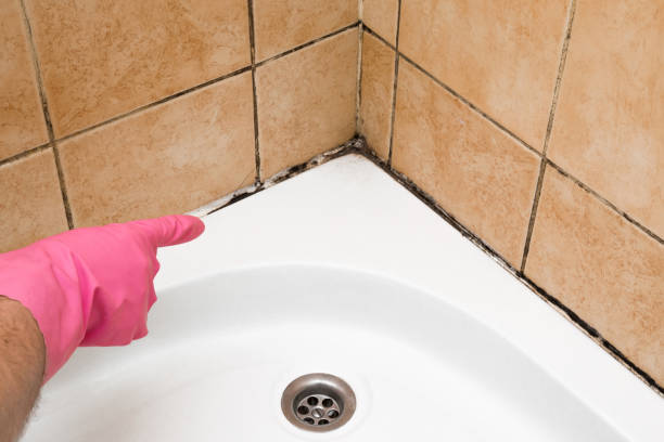 Best Mold Removal Company Near Me  in Belcourt, ND